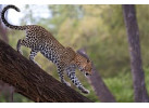 The Hemingway Wing Safari: 14 Days Exploring the Old Africa in Style