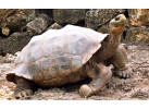 Ecuador's Galapagos Islands (Ecological wonderlands of the Galapagos Islands) - Tour Length: 8 Days