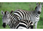 Essence of Tanzania
