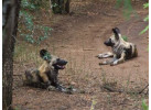 Essence of South Africa - 14 Day Tour