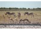 Southern African Circuit: 32-Day Cultural & Wildlife Adventure
