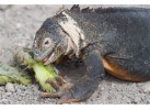 Voyage Galapagos: 7-Day G3 Cruise & Wildlife Adventure in Central Islands