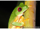 The Natural Jewels of Costa Rica
