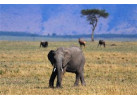 The Micato Grand Safari: The Pinnacle of Luxury Safari Adventure