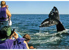The Extraordinary Whales of Baja