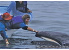 The Extraordinary Whales of Baja