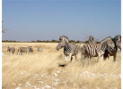 Delta & Dunes (35 Days) Lilongwe to Cape Town