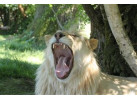 Search out and photograph diverse wildlife in Tarangire Safari Experience