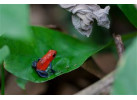 Classic Costa Rica Adventure in 9 Days