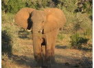 Explore the Landscapes and Wildlife of Botswana Elephant Trail