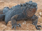 Comfort Galapagos - 6 Days G4 Cruise & Wildlife Adventure in North Islands