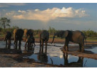 Explore the Landscapes and Wildlife of Botswana Elephant Trail