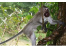 Southern Thailand Sojourn