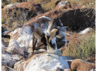 Voyage Galapagos: 7-Day G3 Cruise & Wildlife Adventure in Central Islands