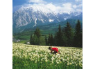 Dachstein Circuit
