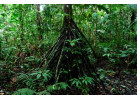 Spend 5 Days Exploring the Amazon of Ecuador