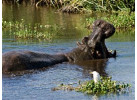 32-Day Wildlife & Cultural Experience in Rwanda, Uganda, Kenya & Tanzania