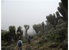 Mt Kilimanjaro - Marangu Route Trek