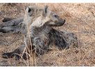 South African Safari and Victoria Falls