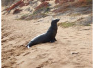 Ecuador's Galapagos Islands (Ecological wonderlands of the Galapagos Islands) - Tour Length: 8 Days