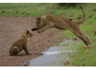 32-Day Wildlife & Cultural Experience in Rwanda, Uganda, Kenya & Tanzania