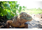 Galápagos Islands Sailing and Multi-Sport Adventure