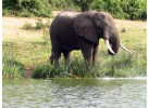 7 Day Gorillas in Rwanda and Chimps and Wildlife in Uganda 