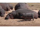 South African Safari and Victoria Falls