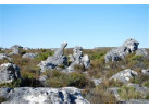 Southern African Circuit: 32-Day Cultural & Wildlife Adventure