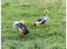 Grand Safari - 15 Day Tour
