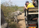 Search out and photograph diverse wildlife in Tarangire Safari Experience