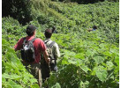 8 Day - Gorillas in the Virungas and Bwindi 