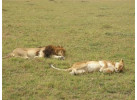 The Hemingway Wing Safari: 14 Days Exploring the Old Africa in Style