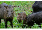 Spend 5 Days Exploring the Amazon of Ecuador