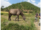 Himalaya's Sacred Spaces, Exotic Bazaars, Spectacular Festivals