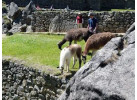 In The Shadow Of Machu Picchu: 10-Day Trekking & Cultural Adventure