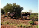 Central Australia Outback Odyssey Through the Northern Territory