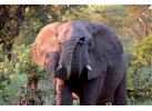 Southern African Circuit: 32-Day Cultural & Wildlife Adventure