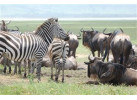 The Micato Grand Safari: The Pinnacle of Luxury Safari Adventure