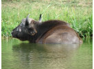 Discover the Cultural Heritage of Uganda, Rwanda & Kenya in this 19-Day Wildlife Adventure