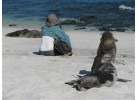 Ecuador's Galapagos Islands (Ecological wonderlands of the Galapagos Islands) - Tour Length: 8 Days