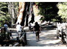 Enjoy A Journey Around Majestic California: The Pacific, Redwoods & Yosemite for 8 Days