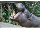 The Micato Grand Safari: The Pinnacle of Luxury Safari Adventure