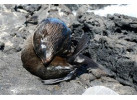Comfort Galapagos - 6 Days G4 Cruise & Wildlife Adventure in North Islands