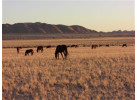 Southern African Circuit: 32-Day Cultural & Wildlife Adventure