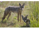 Grand Safari - 15 Day Tour