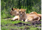 32-Day Wildlife & Cultural Experience in Rwanda, Uganda, Kenya & Tanzania