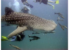 Southern Thailand Sojourn