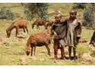 Ethiopian Odyssey