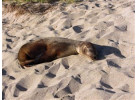 Voyage Galapagos: 7-Day G3 Cruise & Wildlife Adventure in Central Islands